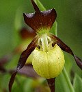 Cypripedium1.jpg